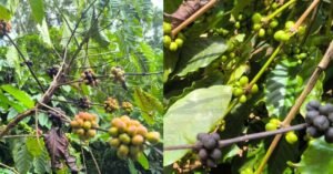 കാലം തെറ്റിയ മഴ കാപ്പിക്കർഷകർക്ക് കൊടുത്ത പണി..!