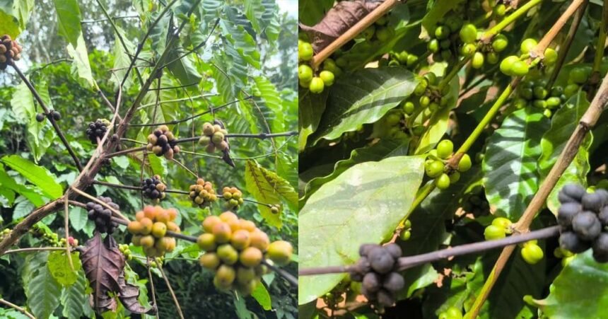 കാലം തെറ്റിയ മഴ കാപ്പിക്കർഷകർക്ക് കൊടുത്ത പണി..!
