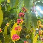 പൊന്നുംവില ലഭിക്കുമ്പോഴും കാപ്പി വിളവെടുപ്പ് താങ്ങാനാകാതെ കർഷകർ: കാരണം ഇതാണ്: