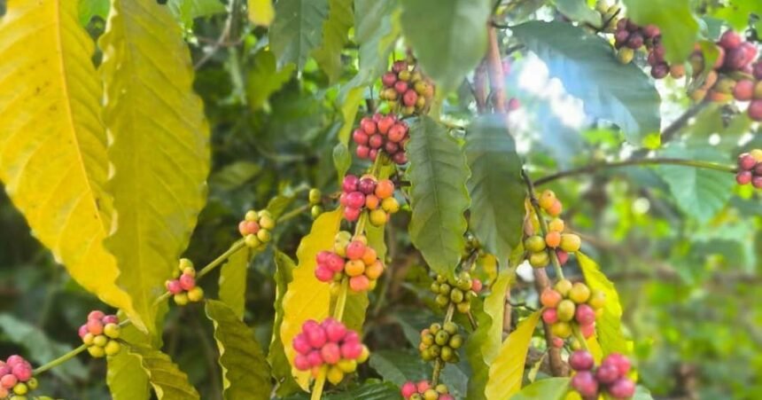 പൊന്നുംവില ലഭിക്കുമ്പോഴും കാപ്പി വിളവെടുപ്പ് താങ്ങാനാകാതെ കർഷകർ: കാരണം ഇതാണ്: