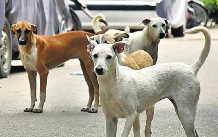 Delhi school teachers protesting against non-teaching duties; stray dogs in front of a government building.