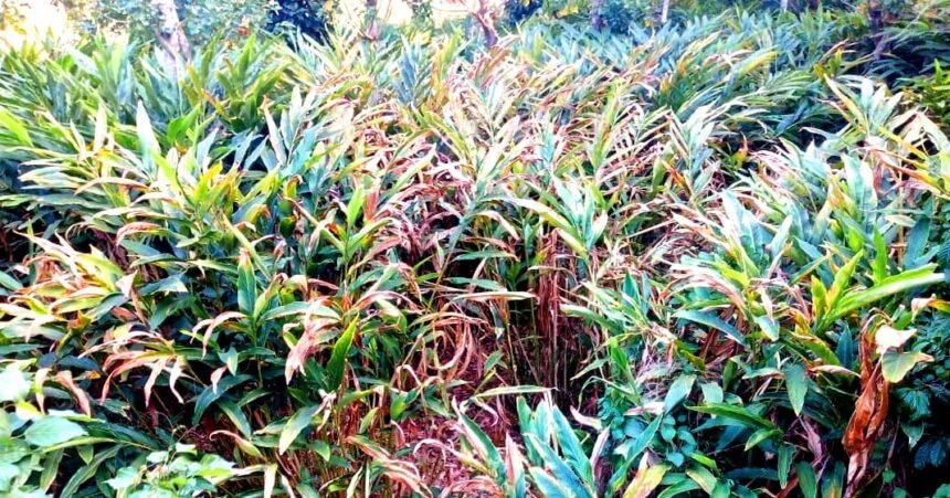 താപനില ഉയർന്നു: വേനലിൽ വാടാൻ തുടങ്ങി ഏലത്തോട്ടങ്ങൾ; നെഞ്ചിൽ തീയുമായി കർഷകർ