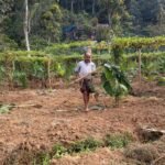 കാട്ടുപന്നിയാക്രമണം; ഇടുക്കിയിൽ നിന്നും കുടിയൊഴിയേണ്ട അവസ്ഥയിൽ കർഷകർ