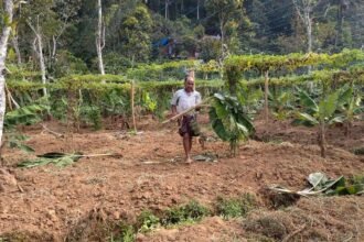 കാട്ടുപന്നിയാക്രമണം; ഇടുക്കിയിൽ നിന്നും കുടിയൊഴിയേണ്ട അവസ്ഥയിൽ കർഷകർ